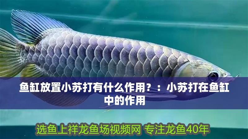 魚缸放置小蘇打有什么作用？：小蘇打在魚缸中的作用