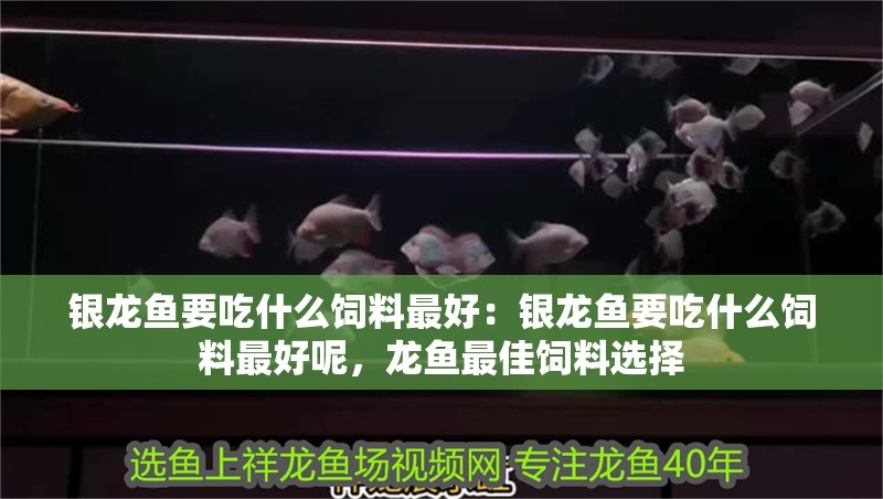 銀龍魚要吃什么飼料最好：銀龍魚要吃什么飼料最好呢，龍魚最佳飼料選擇