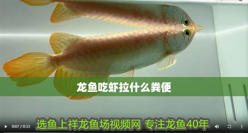 龍魚吃蝦拉什么糞便