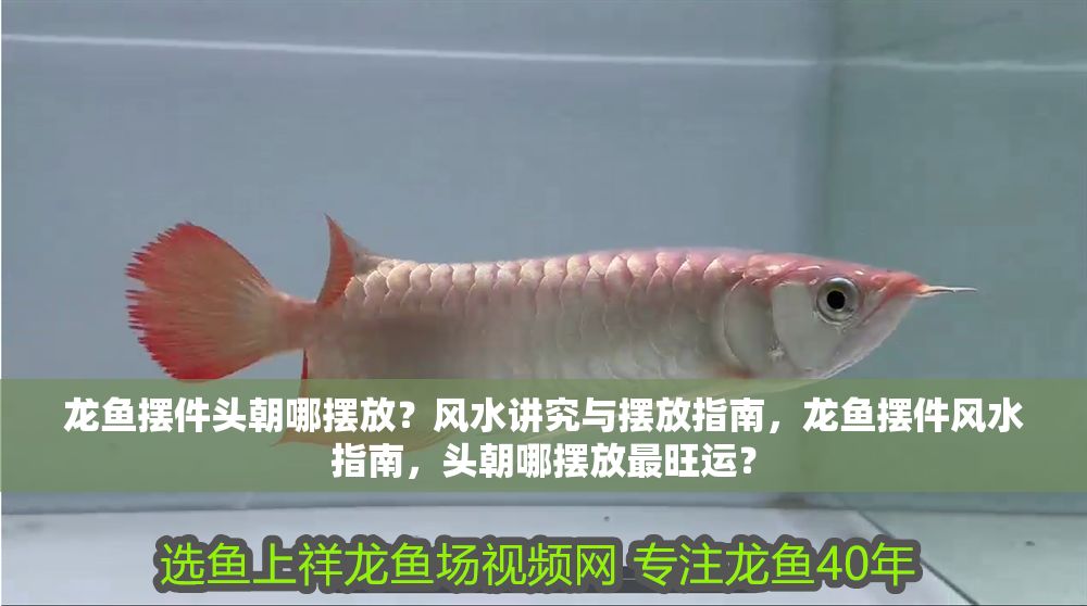 龍魚擺件頭朝哪擺放？風水講究與擺放指南，龍魚擺件風水指南，頭朝哪擺放最旺運？