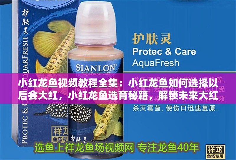 小紅龍魚視頻教程全集：小紅龍魚如何選擇以后會大紅，小紅龍魚選育秘籍，解鎖未來大紅潛質(zhì)全