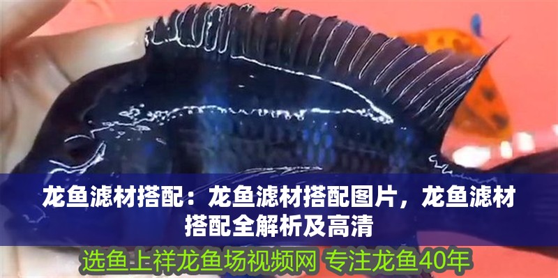 龍魚濾材搭配：龍魚濾材搭配圖片，龍魚濾材搭配全解析及高清