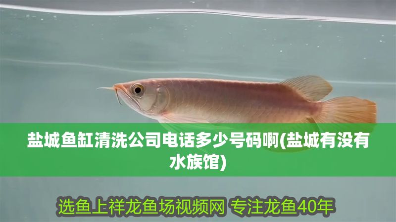 鹽城魚缸清洗公司電話多少號碼啊(鹽城有沒有水族館)