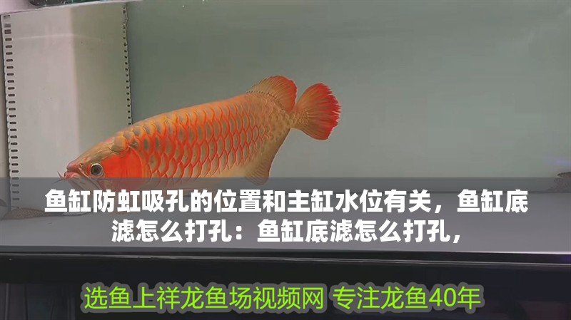魚缸防虹吸孔的位置和主缸水位有關，魚缸底濾怎么打孔：魚缸底濾怎么打孔，