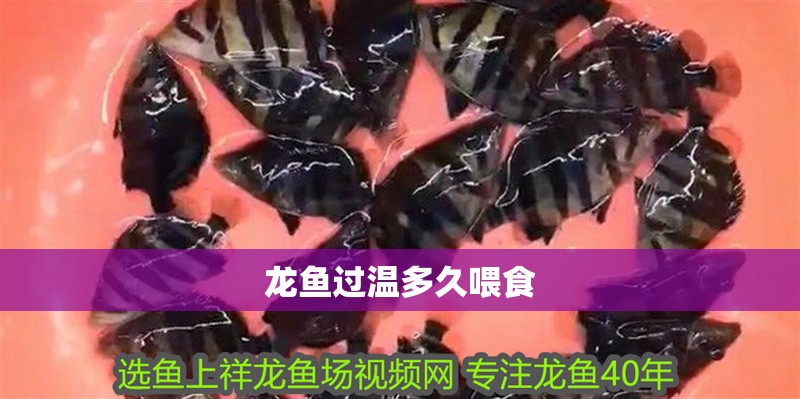 龍魚過溫多久喂食