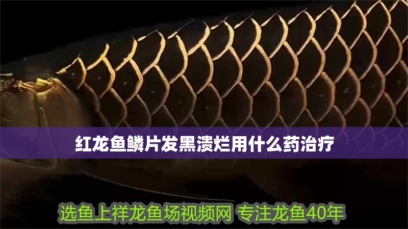 紅龍魚鱗片發黑潰爛用什么藥治療 紅龍魚鱗片發黑潰爛用什么藥治療 龍魚百科
