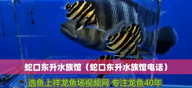 蛇口東升水族館(蛇口東升水族館電話) 全國水族館企業名錄 第2張 蛇口東升水族館(蛇口東升水族館電話) 蛇口東升水族館(蛇口東升水族館電話) 全國水族館企業名錄 第2張