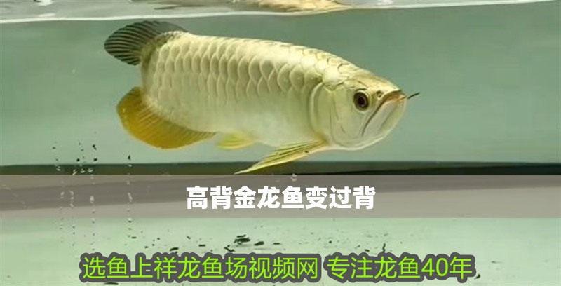 高背金龍魚變過背