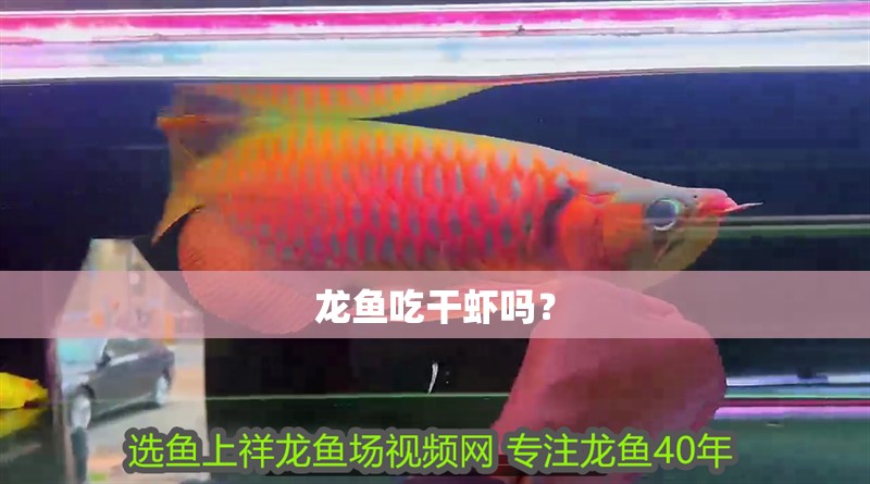 龍魚吃干蝦嗎？