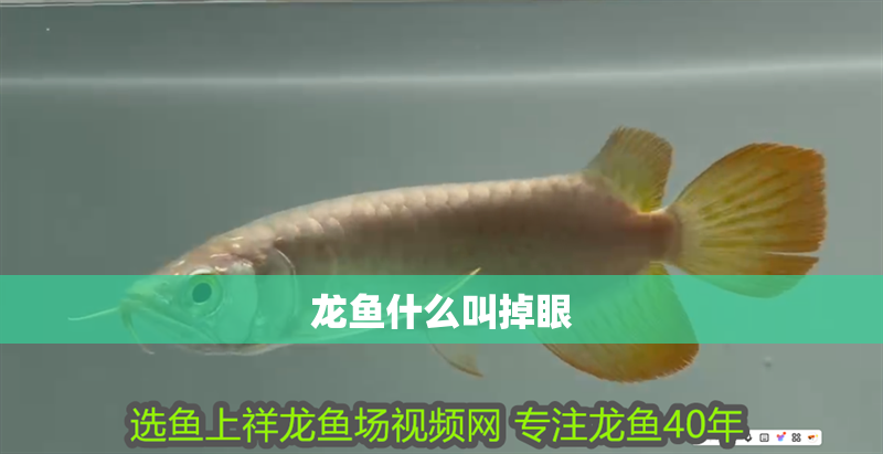 龍魚什么叫掉眼 龍魚什么叫掉眼 龍魚百科