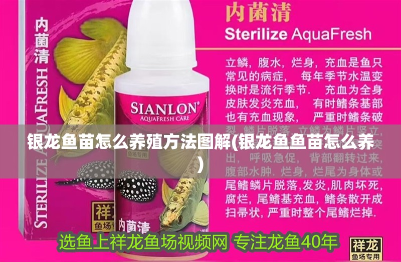 銀龍魚苗怎么養(yǎng)殖方法圖解(銀龍魚魚苗怎么養(yǎng))