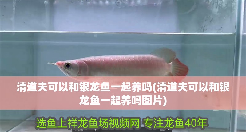 清道夫可以和銀龍魚一起養嗎(清道夫可以和銀龍魚一起養嗎圖片)
