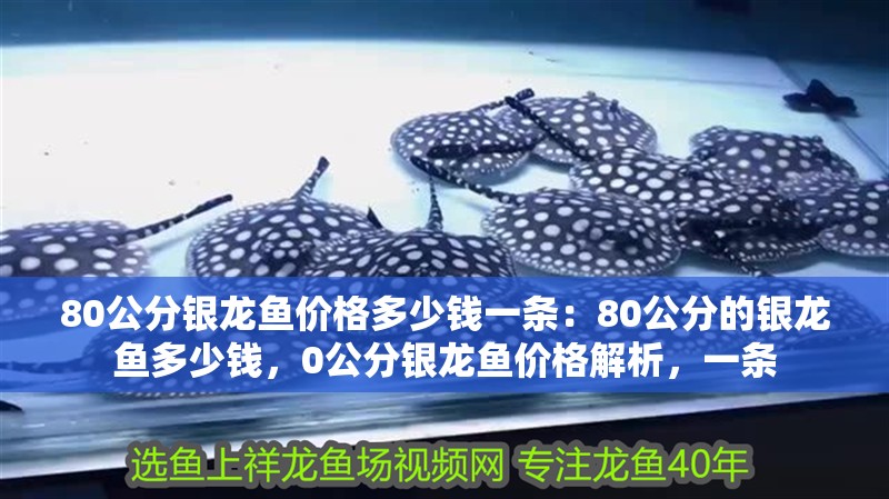 80公分銀龍魚價格多少錢一條：80公分的銀龍魚多少錢，0公分銀龍魚價格解析，一條 80公分銀龍魚價格多少錢一條：80公分的銀龍魚多少錢，0公分銀龍魚價格解析，一條 水族問答