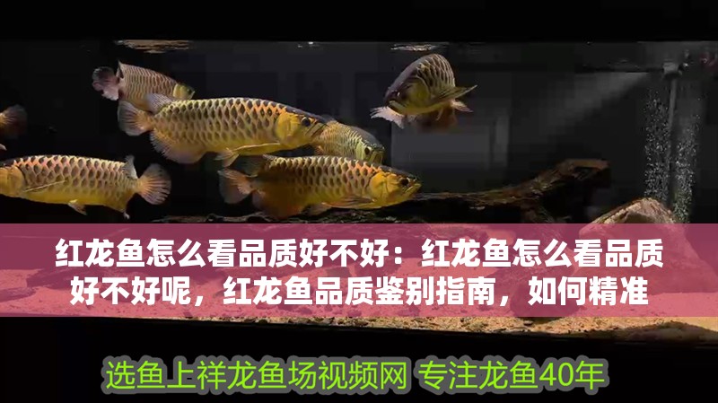 紅龍魚怎么看品質好不好：紅龍魚怎么看品質好不好呢，紅龍魚品質鑒別指南，如何精準
