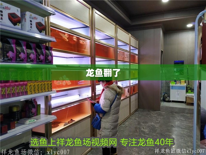 龍魚翻了 龍魚翻了 龍魚百科