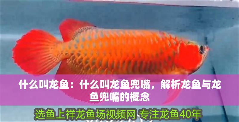 什么叫龍魚：什么叫龍魚兜嘴，解析龍魚與龍魚兜嘴的概念