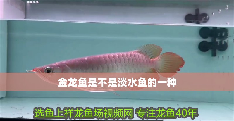 金龍魚是不是淡水魚的一種