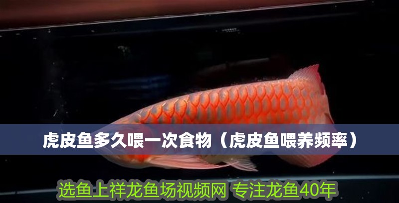 虎皮魚多久喂一次食物（虎皮魚喂養頻率）