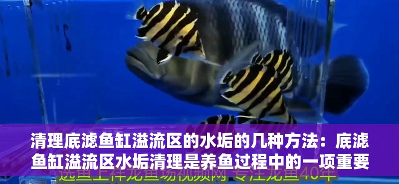 清理底濾魚缸溢流區的水垢的幾種方法：底濾魚缸溢流區水垢清理是養魚過程中的一項重要任務