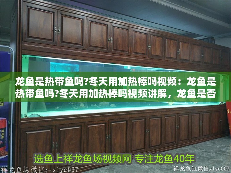 龍魚是熱帶魚嗎?冬天用加熱棒嗎視頻：龍魚是熱帶魚嗎?冬天用加熱棒嗎視頻講解，龍魚是否屬于熱帶魚及冬季是否需要使用加熱棒視頻解析
