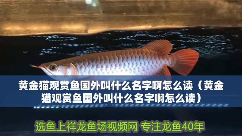 黃金貓觀賞魚國外叫什么名字啊怎么讀（黃金貓觀賞魚國外叫什么名字啊怎么讀）