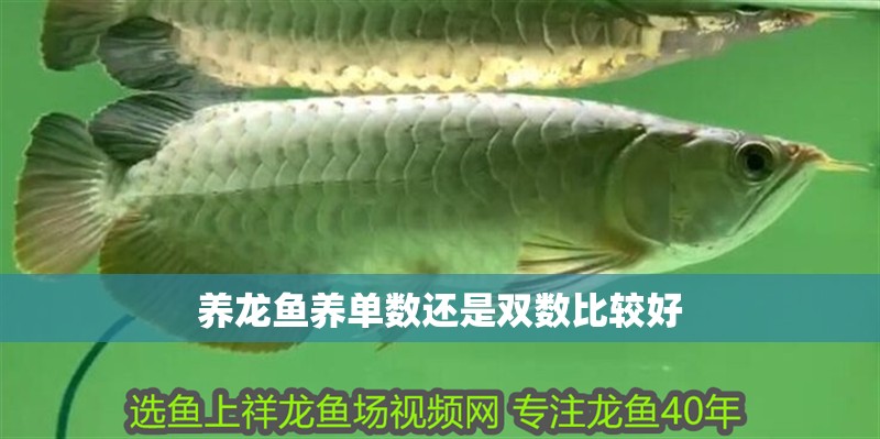 養(yǎng)龍魚養(yǎng)單數(shù)還是雙數(shù)比較好 養(yǎng)龍魚養(yǎng)單數(shù)還是雙數(shù)比較好 龍魚百科