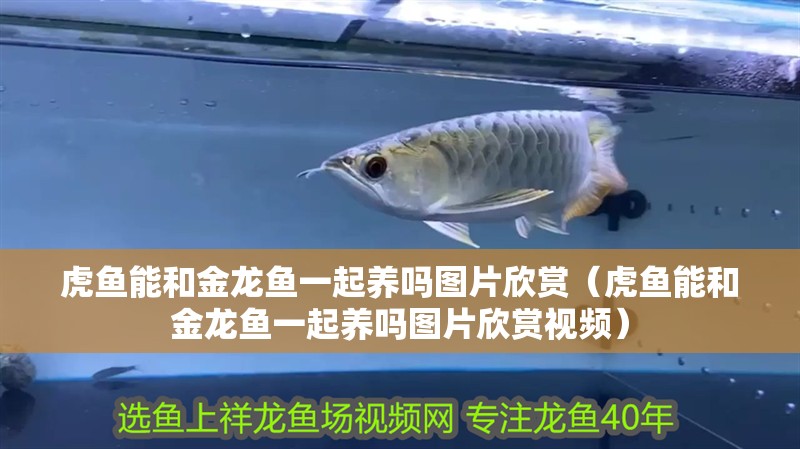 虎魚能和金龍魚一起養嗎圖片欣賞（虎魚能和金龍魚一起養嗎圖片欣賞視頻）