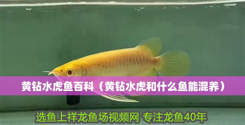 黃鉆水虎魚百科（黃鉆水虎和什么魚能混養）