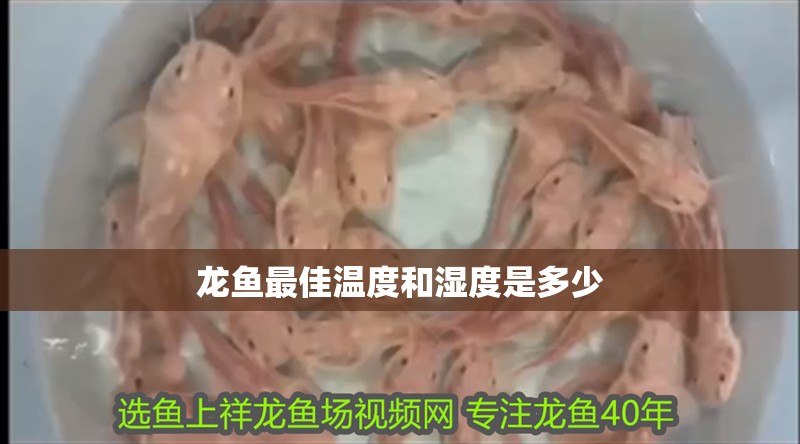龍魚最佳溫度和濕度是多少 龍魚最佳溫度和濕度是多少 龍魚百科