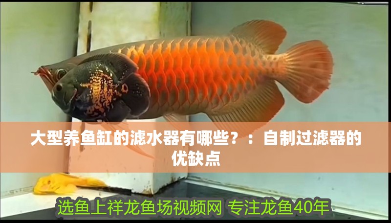 大型養(yǎng)魚缸的濾水器有哪些？：自制過濾器的優(yōu)缺點