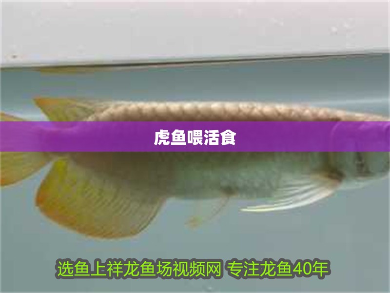 虎魚(yú)喂活食