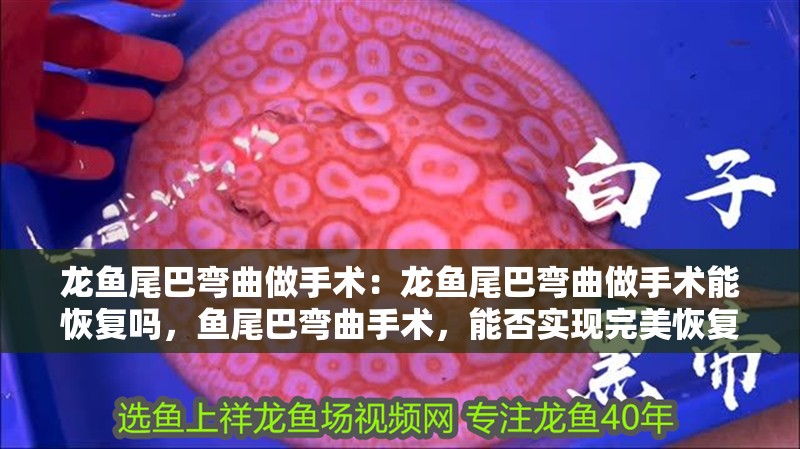 龍魚尾巴彎曲做手術：龍魚尾巴彎曲做手術能恢復嗎，魚尾巴彎曲手術，能否實現完美恢復