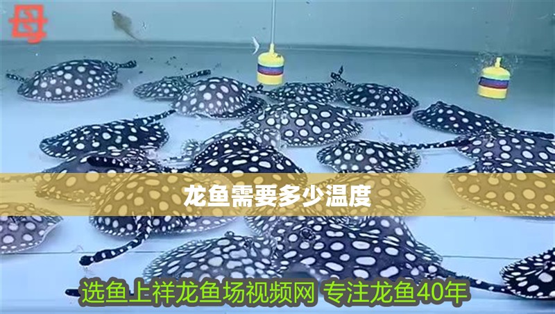 龍魚需要多少溫度 龍魚需要多少溫度 龍魚百科