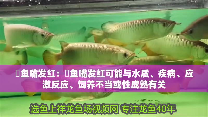 魟魚嘴發紅：魟魚嘴發紅可能與水質、疾病、應激反應、飼養不當或性成熟有關