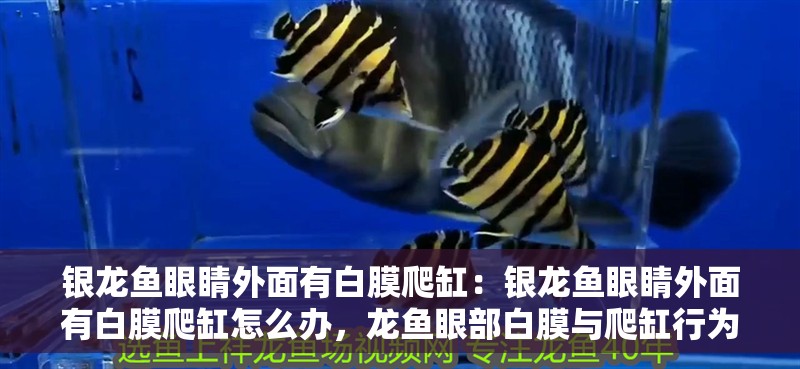銀龍魚眼睛外面有白膜爬缸：銀龍魚眼睛外面有白膜爬缸怎么辦，龍魚眼部白膜與爬缸行為的
