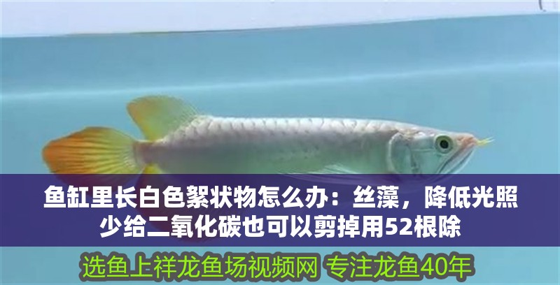 魚缸里長(zhǎng)白色絮狀物怎么辦：絲藻，降低光照少給二氧化碳也可以剪掉用52根除