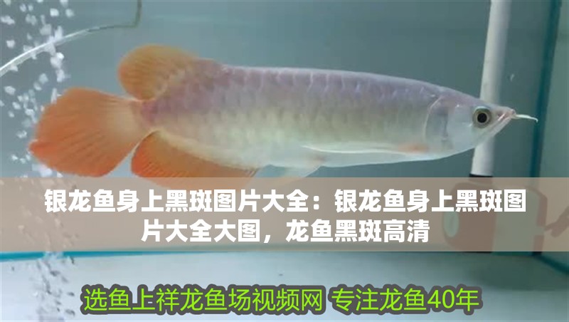 銀龍魚身上黑斑圖片大全：銀龍魚身上黑斑圖片大全大圖，龍魚黑斑高清 銀龍魚身上黑斑圖片大全：銀龍魚身上黑斑圖片大全大圖，龍魚黑斑高清 水族問答