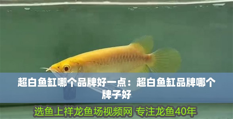 超白魚(yú)缸哪個(gè)品牌好一點(diǎn)：超白魚(yú)缸品牌哪個(gè)牌子好