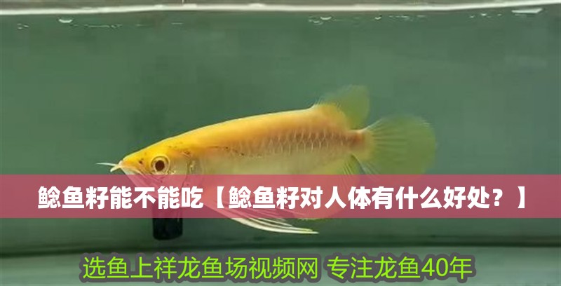 鯰魚籽能不能吃【鯰魚籽對人體有什么好處？】