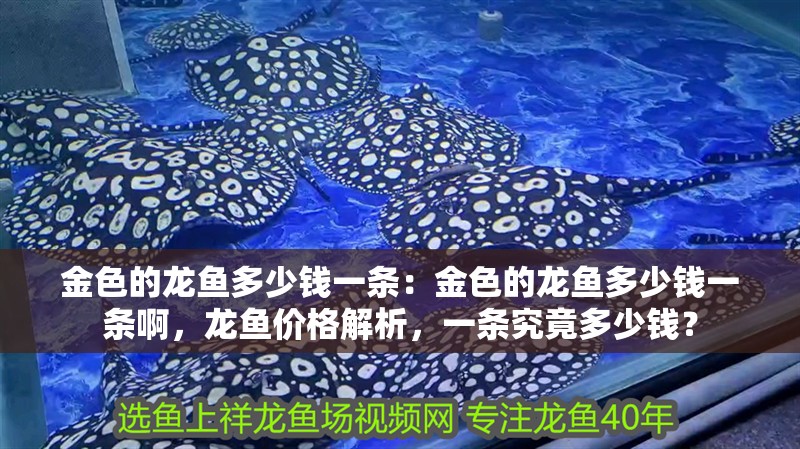 金色的龍魚多少錢一條：金色的龍魚多少錢一條啊，龍魚價格解析，一條究竟多少錢？