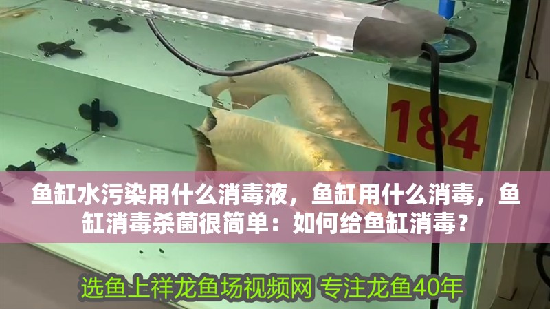 魚缸水污染用什么消毒液，魚缸用什么消毒，魚缸消毒殺菌很簡單：如何給魚缸消毒？