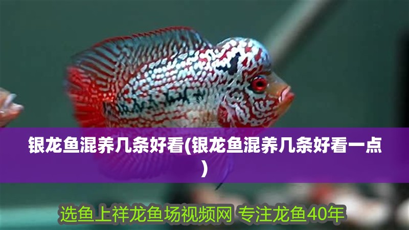 銀龍魚混養幾條好看(銀龍魚混養幾條好看一點)