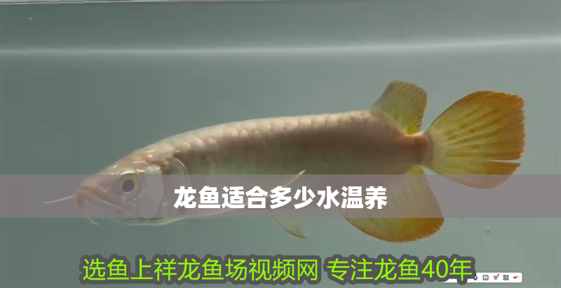 龍魚適合多少水溫養(yǎng)