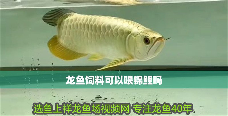 龍魚飼料可以喂錦鯉嗎