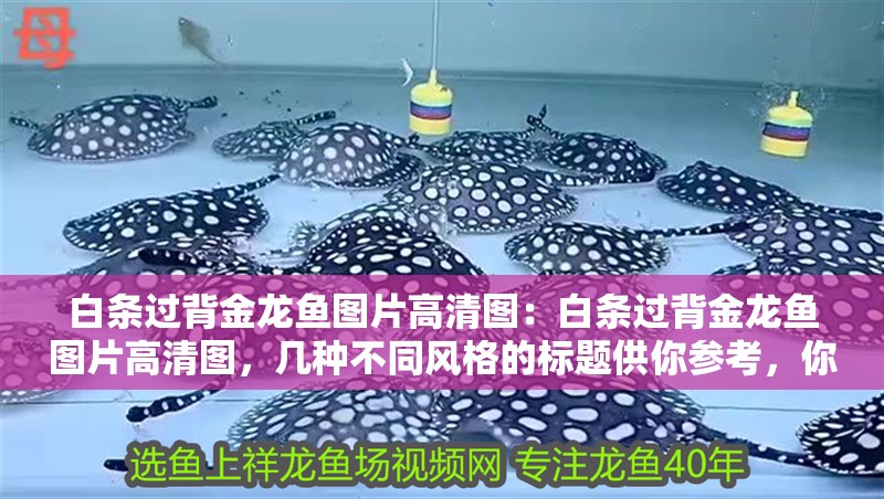 白條過背金龍魚圖片高清圖：白條過背金龍魚圖片高清圖，幾種不同風格的標題供你參考，你可以根據具體使用場景進行選擇，，突出主題直白型，高清呈現！白條過背金龍魚絕美圖片，引發好奇吸引型，驚艷視覺！解鎖白條過背金龍魚高清大圖，強調品質專業型，超清畫質｜白條過背金龍魚精品圖片鑒賞