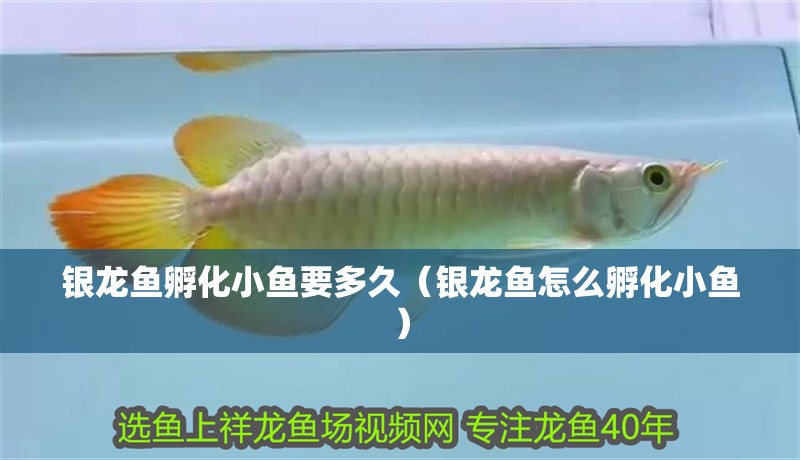 銀龍魚孵化小魚要多久（銀龍魚怎么孵化小魚）