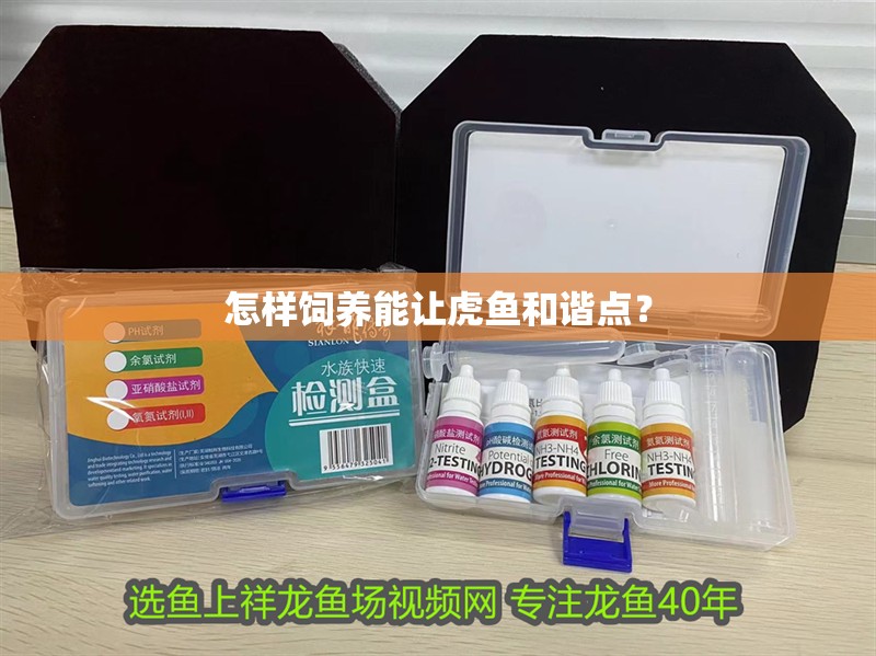 怎樣飼養能讓虎魚和諧點？