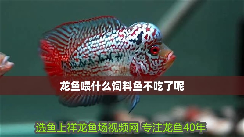 龍魚喂什么飼料魚不吃了呢