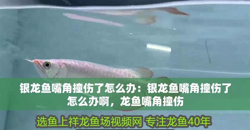 銀龍魚嘴角撞傷了怎么辦：銀龍魚嘴角撞傷了怎么辦啊，龍魚嘴角撞傷