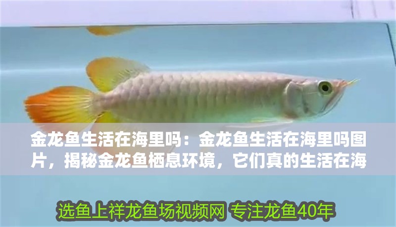金龍魚生活在海里嗎：金龍魚生活在海里嗎圖片，揭秘金龍魚棲息環境，它們真的生活在海里嗎？